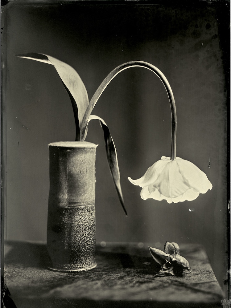 Tulip's Sorrow